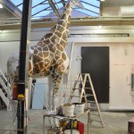 Giraffe in de werkplaats Paradies